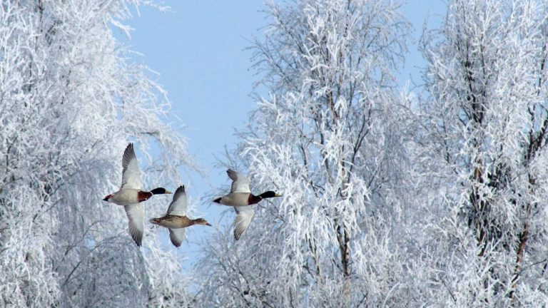 Webinar on wild bird populations