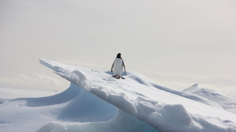 Penguins facing climate change